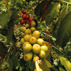 Cauca Espresso - Colombia