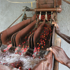 Gatara Gakenke - Burundi LIMITED EDITION