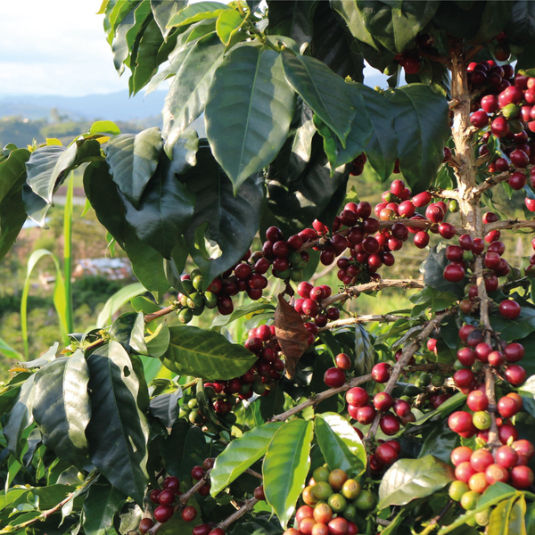 Gesha Playita - Colombia LIMITED EDITION