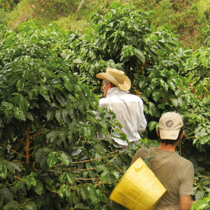 Huila Decaff - Suscripción