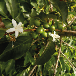 Huila Decaff - Colòmbia