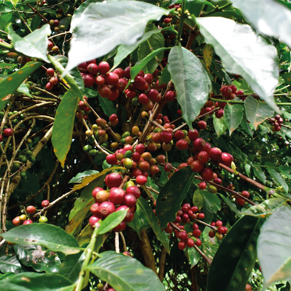 Mundayo Espresso - Etiopia