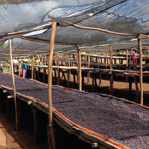 Mundayo Espresso - Etiopia