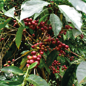 Mundayo Filtro - Etiopia