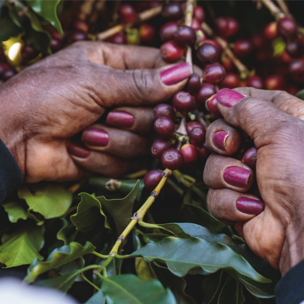 ONYVA Blend - Brazil and Colombia