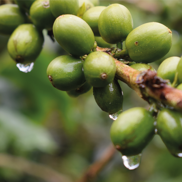 ONYVA Blend - Brazil and Colombia