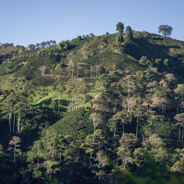 Pitalito Limón - Suscription