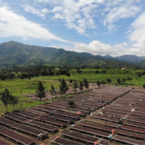 Rwenzori Dark - Uganda